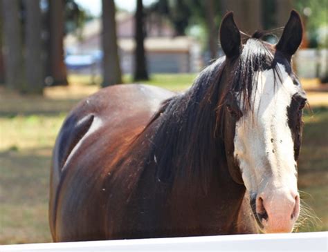 enumclaw horse incident|Revisiting the Town of the Most Famous Horse Sex Death